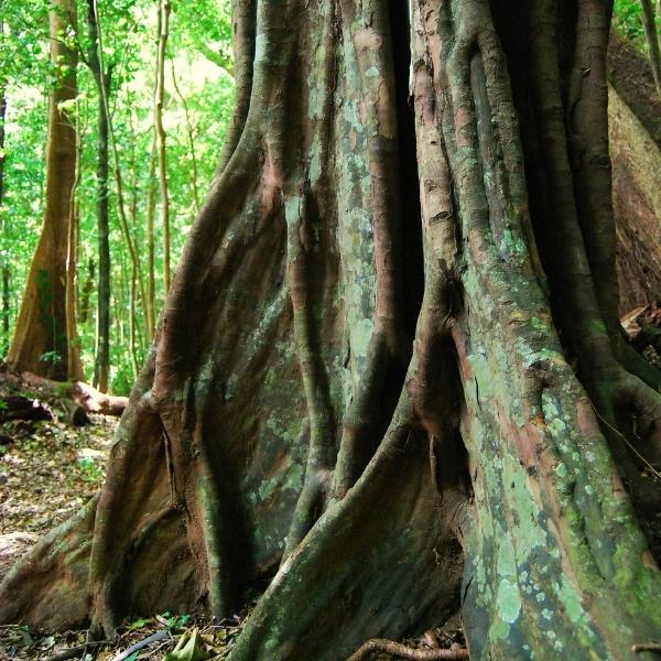 ebony wood tree