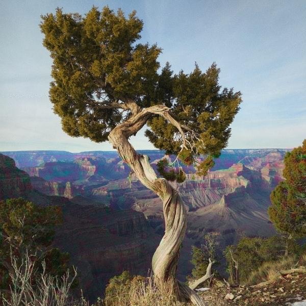 juniper tree
