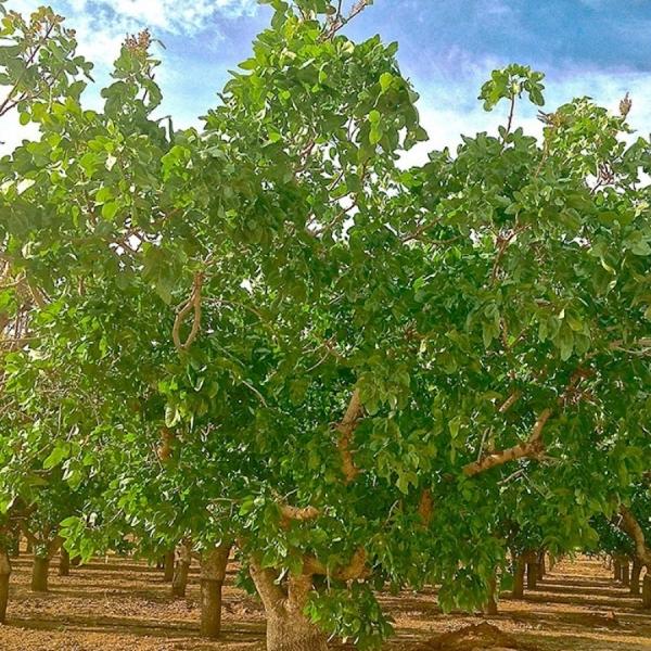 pistachio tree
