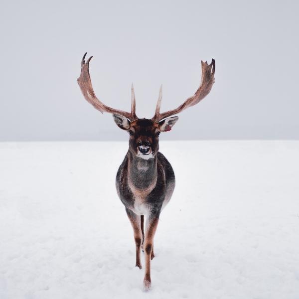 stag horn