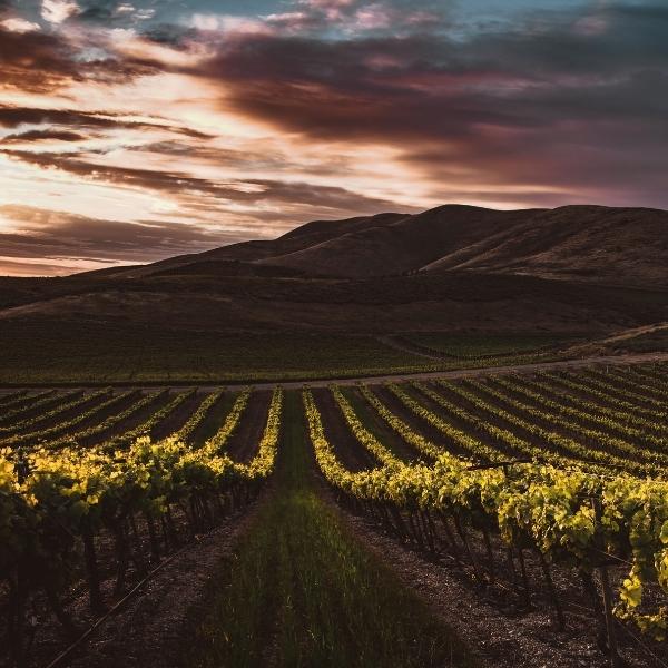 vinestock land