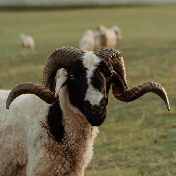 ram horn
