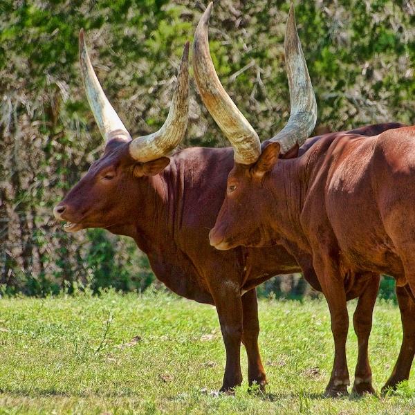 zebu horn animal