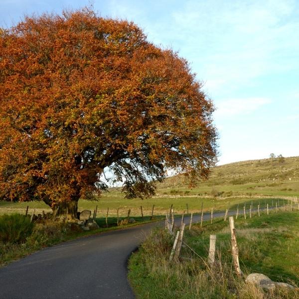 aubrac beechwood