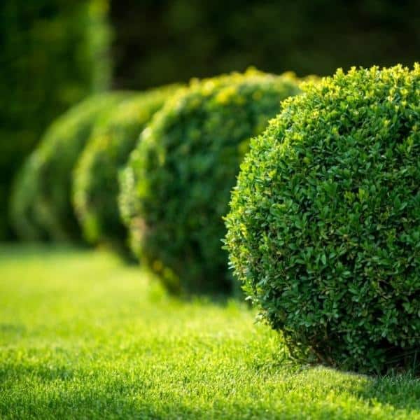 boxwood tree