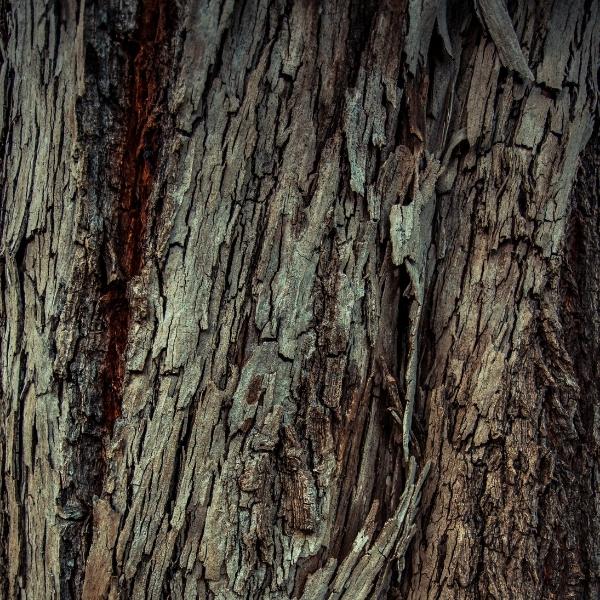 oak wood