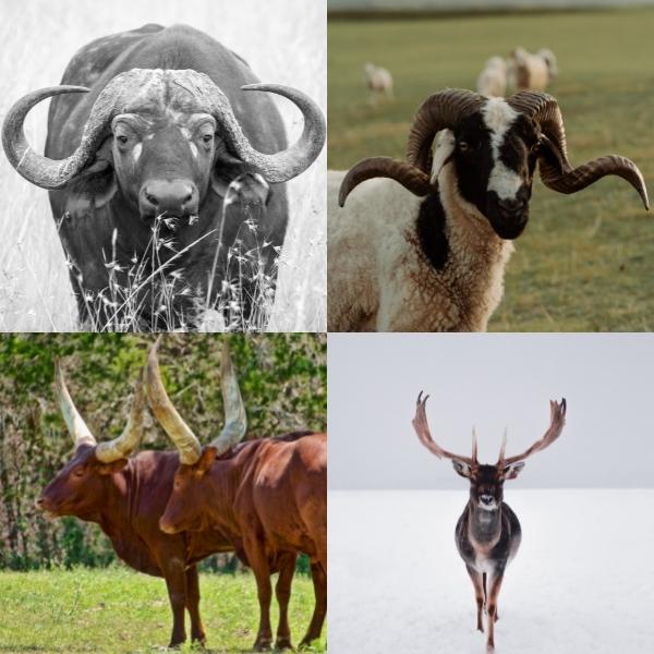 laguiole mixed horn