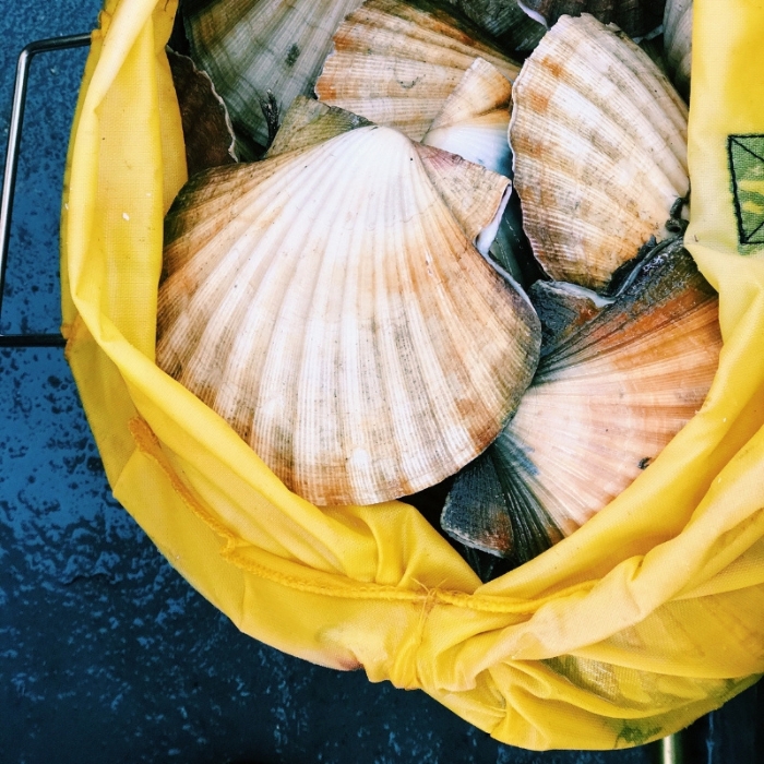 scallop shells