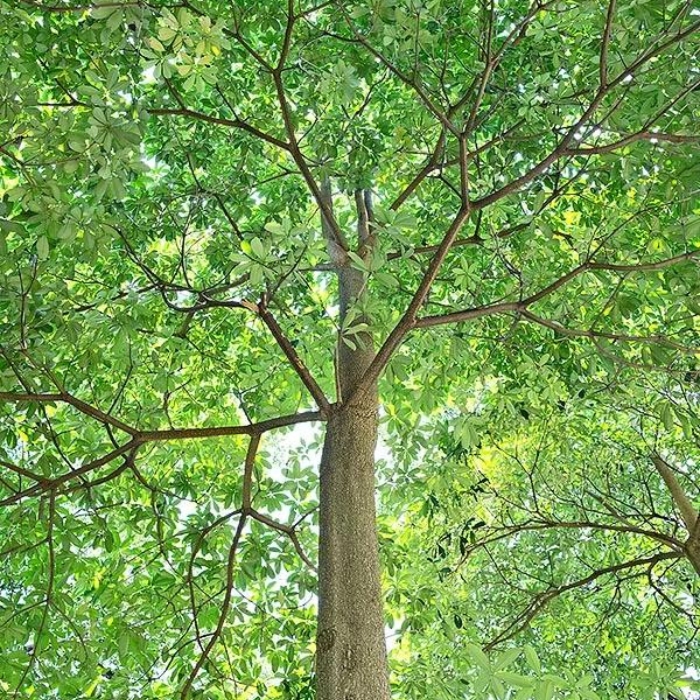 cheesewood tree