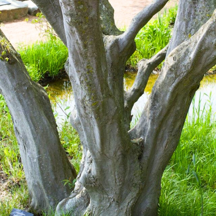 ironwood tree