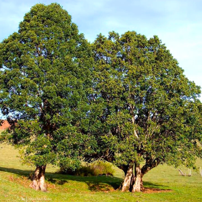 laurel burl tree